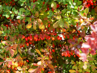 [A close view of one section of the bush in the prior photo showing its round leaves of varying colors and the red berries along a branch.]
